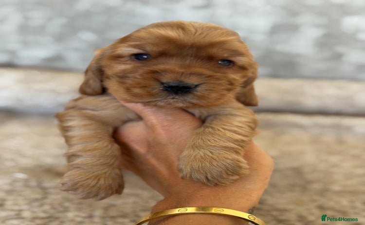 Cocker Spaniel dogs - Advert 4