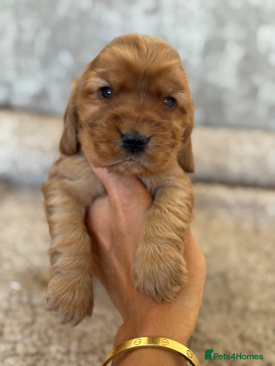 Cocker Spaniel dogs for sale: BEAUTIFUL KC REGISTERED SHOW TYPE HEALTH TESTED - Image 1
