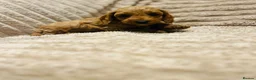 Cavapoo dogs for sale: Adorable red cavapoos!  - Advert 7