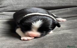 Border Collie dogs for sale:  Long Haired KC Reg Border Collie puppies for sale - Image 19