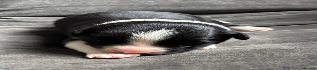 Border Collie Puppy 5