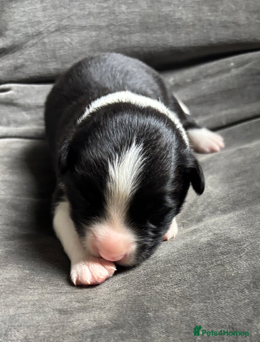 Border Collie dogs for sale:  Long Haired KC Reg Border Collie puppies for sale - Image 19