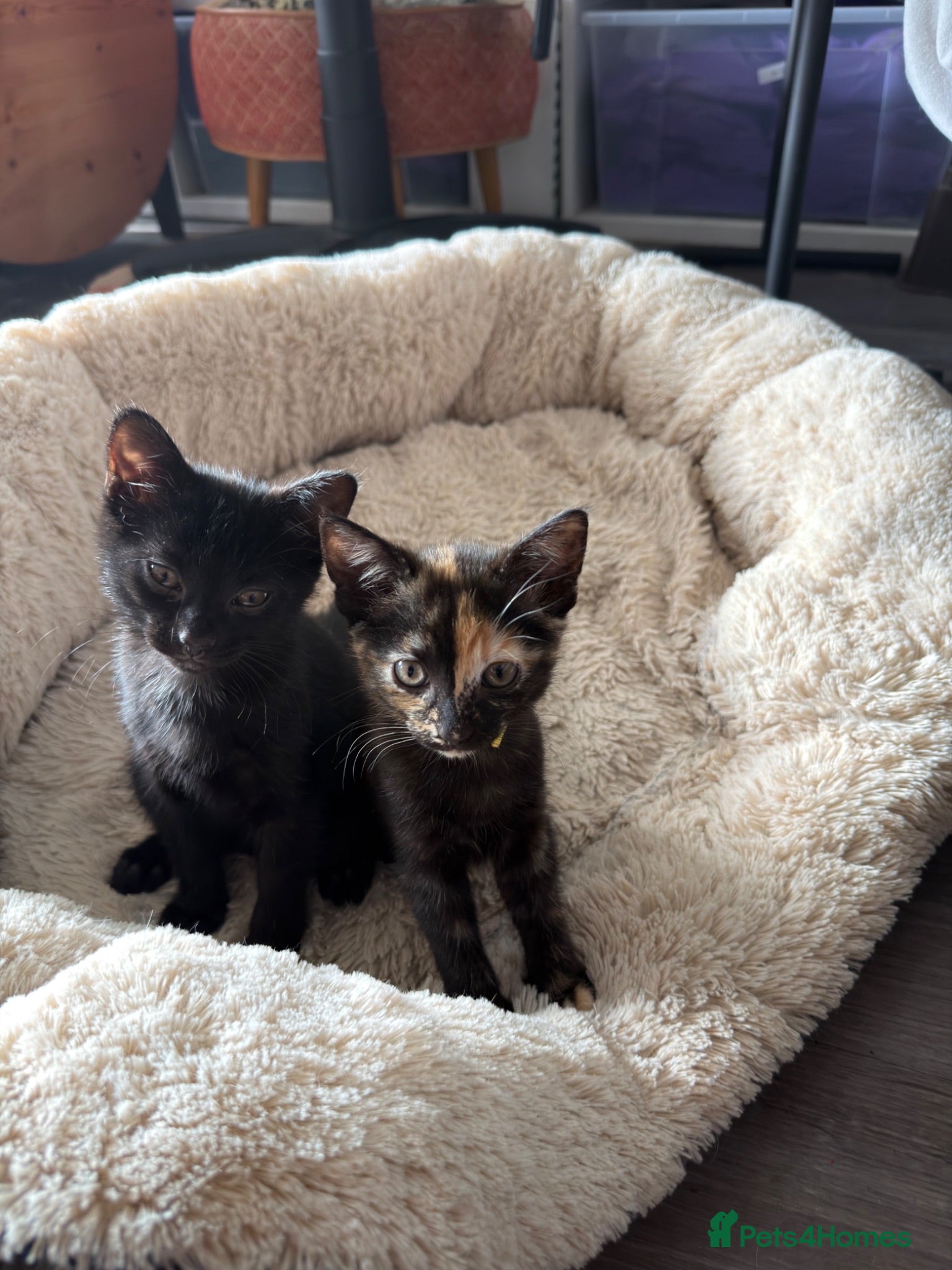 Mixed Breed cats 8 week Sweet Kittens looking for there 4Ever Homes - Advert 4