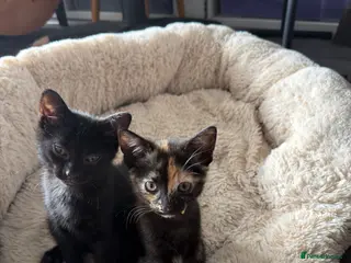Mixed Breed cats 8 week Sweet Kittens looking for there 4Ever Homes - Advert 2