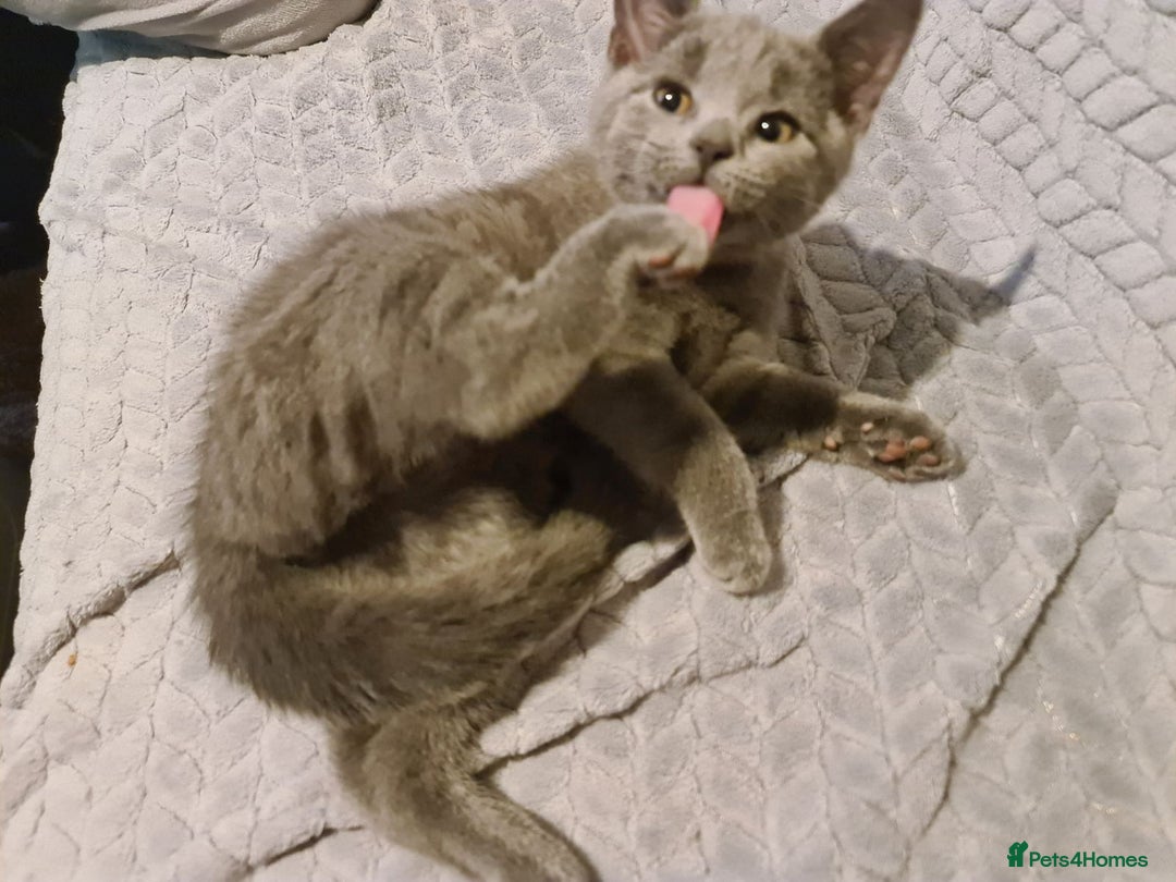 Russian Blue cats for sale: Pure Russian blue kittens( READY TO GO) - Image 8