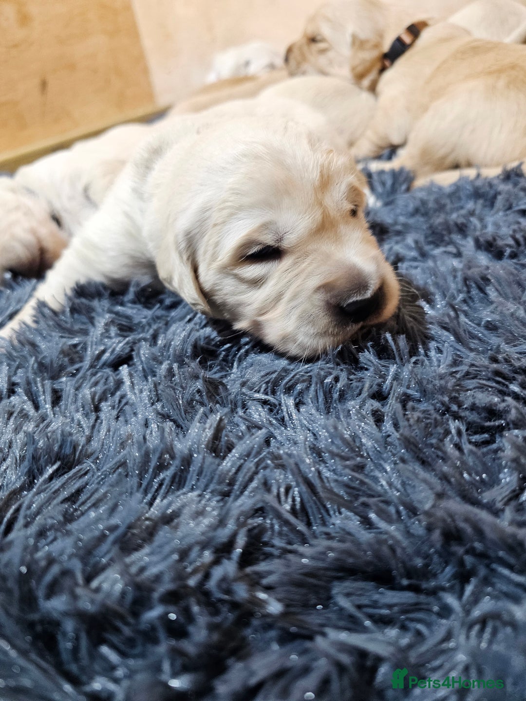 Golden Retriever dogs for sale: Golden retriever puppy for sale in Harrow  London - Advert 9