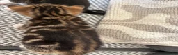 Mixed Breed cats for sale: Stunning kittens ♥️🐱🐱🐱 - Advert 5