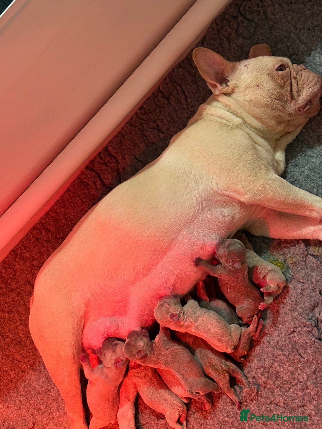 French Bulldog dogs for sale: French Bulldog Puppies  - Advert 31