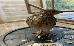 Quail poultry for sale: Jumbo Quail - Image 3
