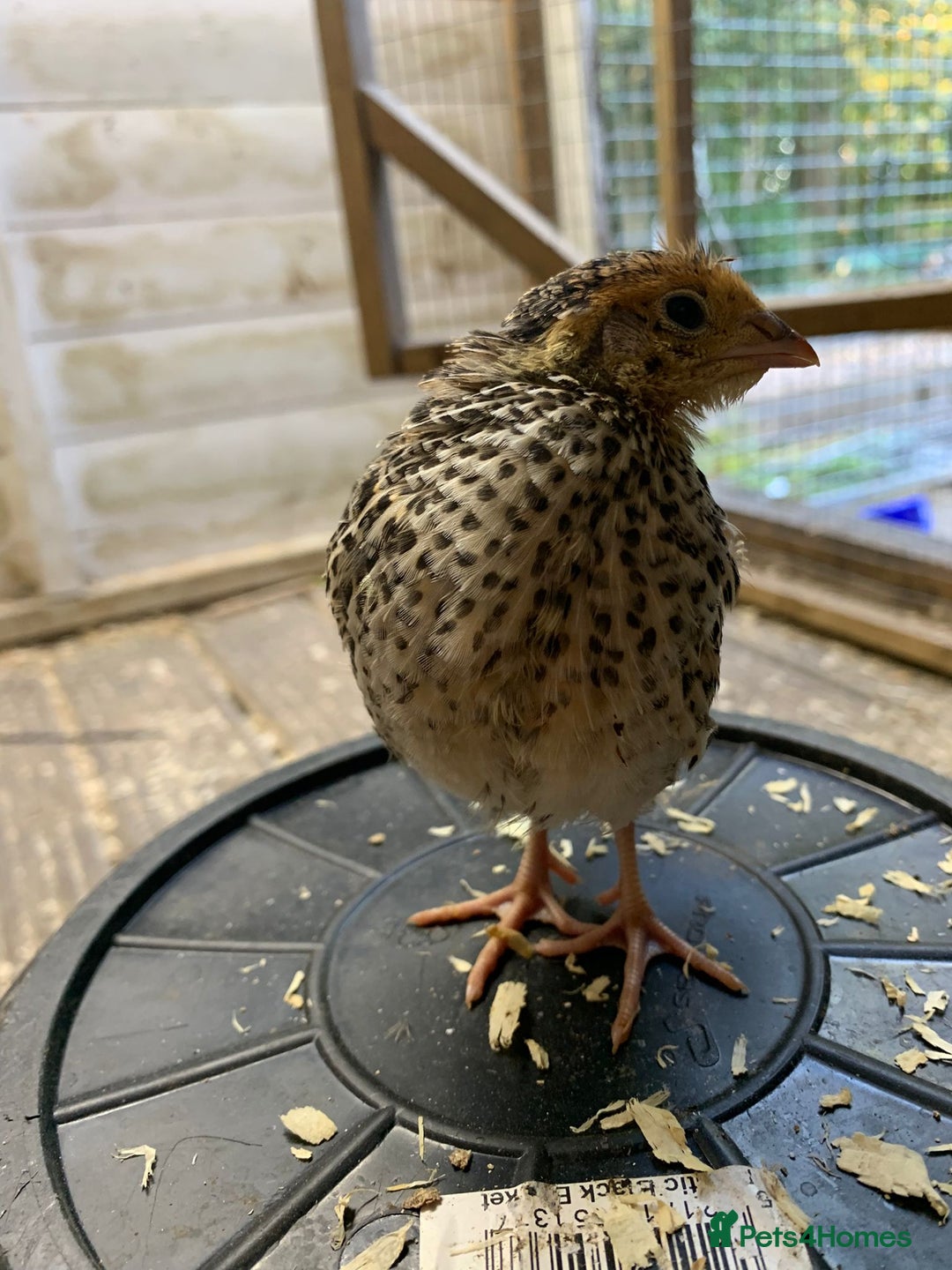 Quail poultry for sale: Jumbo Quail - Image 3