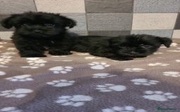 Yorkshire Terrier dogs for sale: Biewer Yorkshire terrier puppies  - Image 3