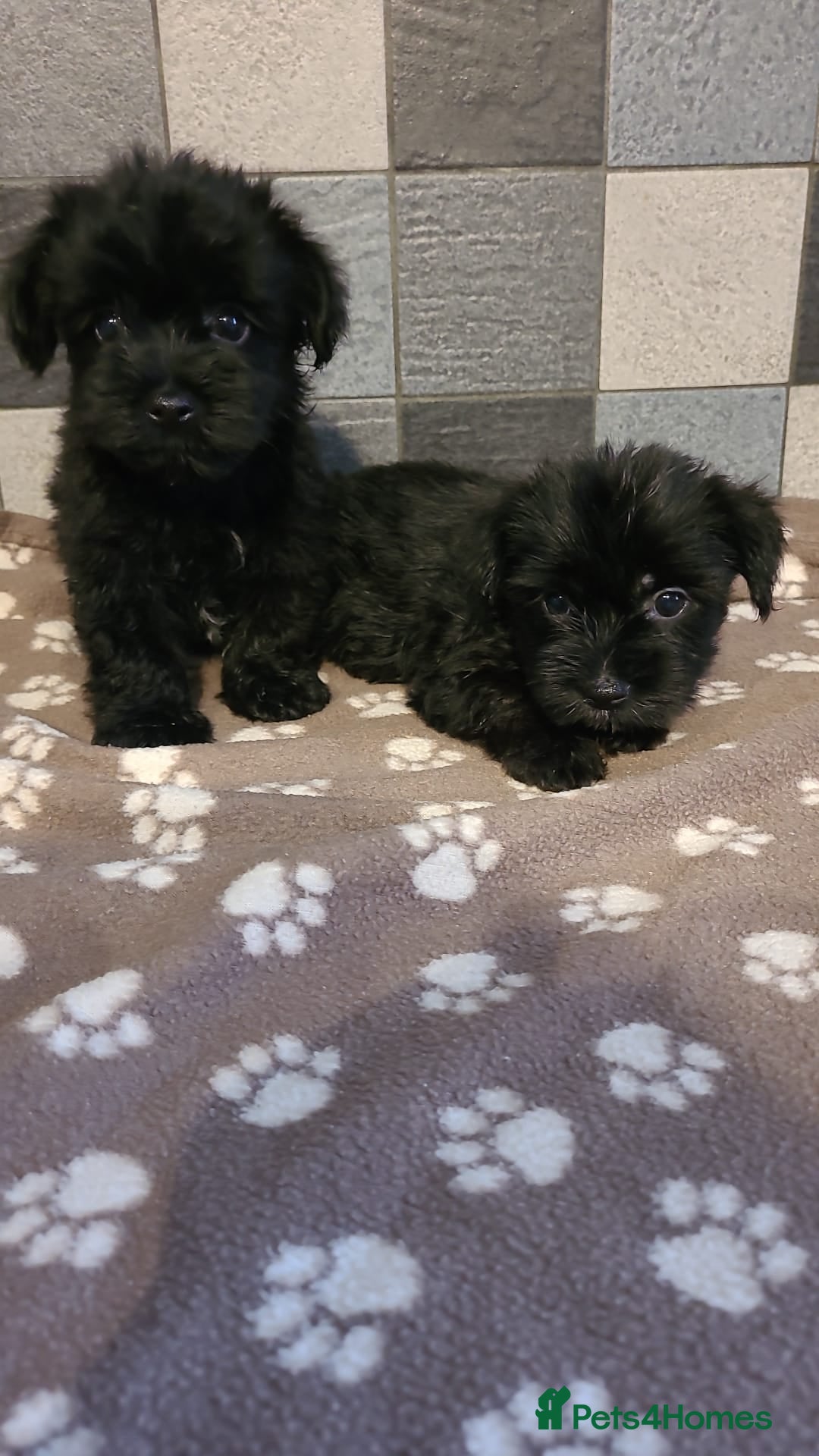Yorkshire Terrier dogs for sale: Biewer Yorkshire terrier puppies  - Image 3
