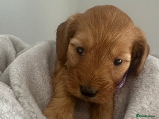 Cockapoo dogs Stunning 2 fully health tested cockapoos 27 dec - Advert 6