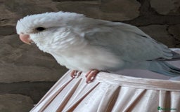 Parakeets birds for sale: Tamed hand reared baby Quaker parrots DNA tested  - Image 11