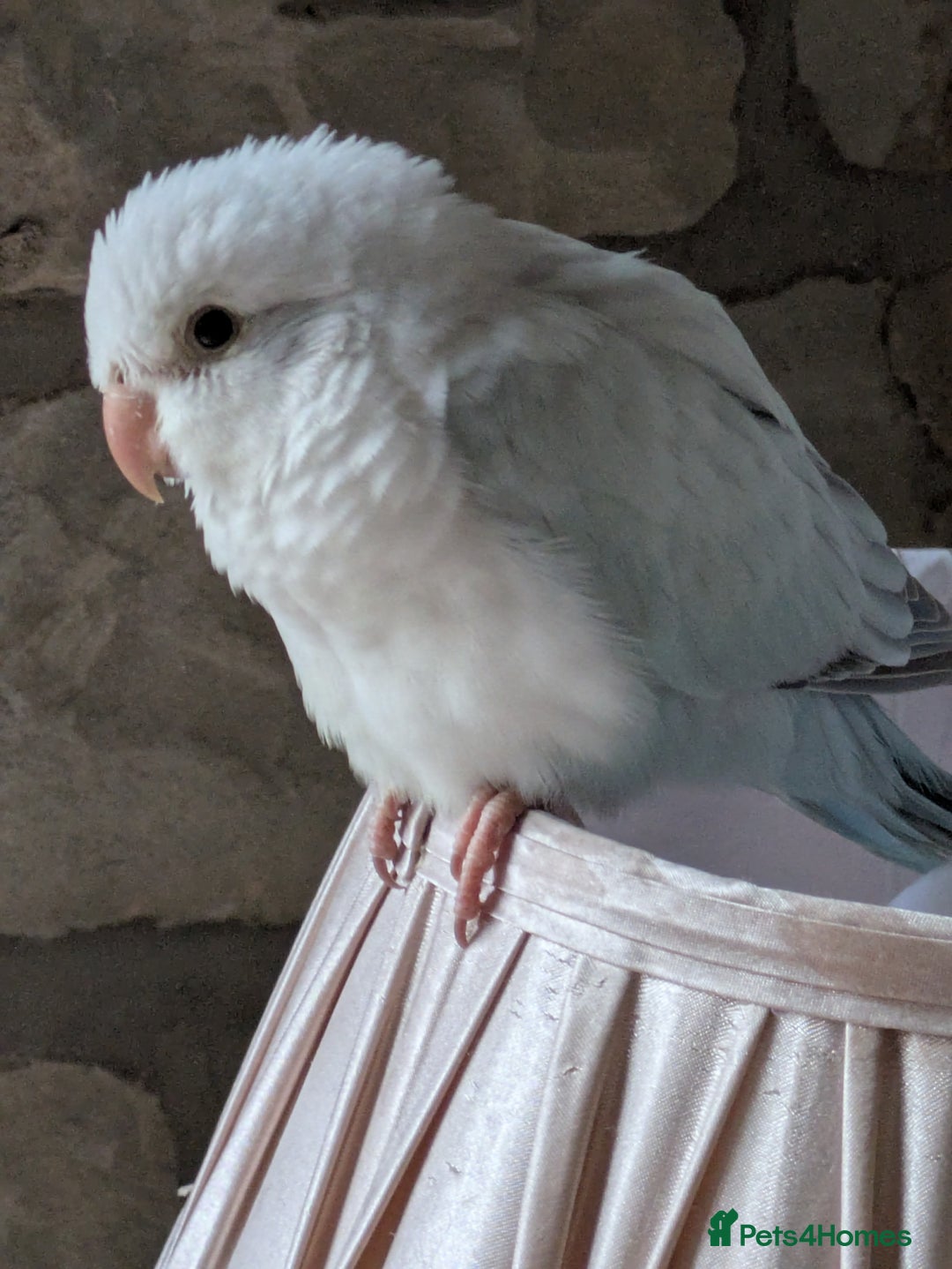 Parakeets birds for sale: Tamed hand reared baby Quaker parrots DNA tested  - Image 11