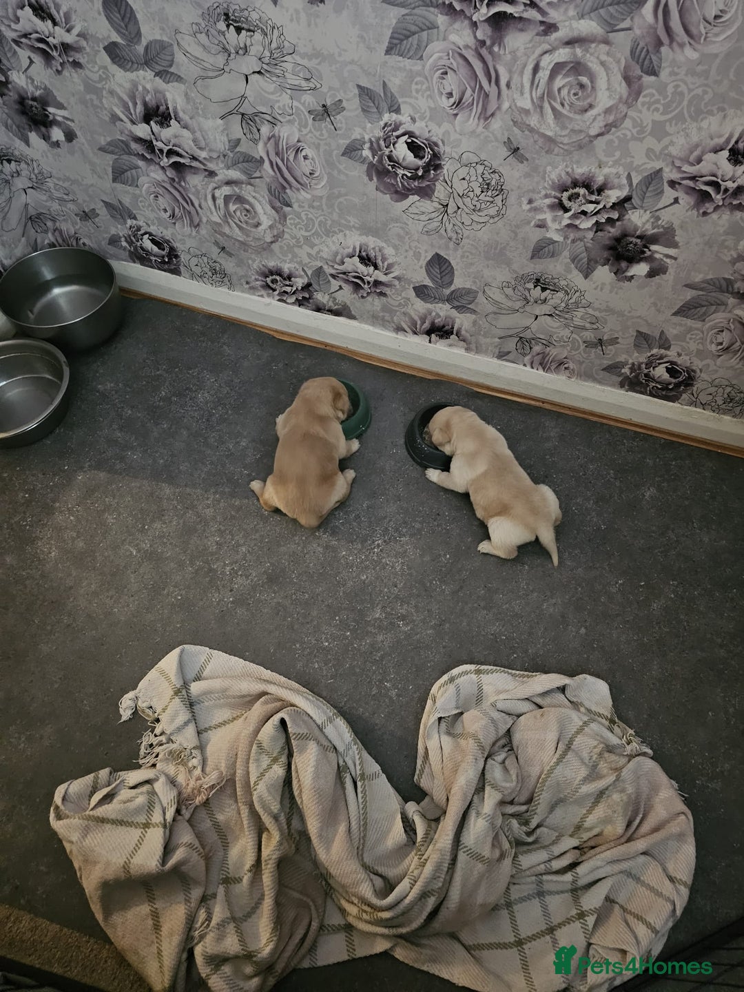 Labrador Retriever dogs for sale: Two beautiful boys - Advert 14