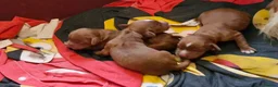 Cocker Spaniel dogs for stud: Working Cocker Spaniel , Cear PRA, FN AMS,PP - Advert 10