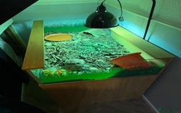 Tortoise reptiles for sale: 3 year old Herman tortoise - Image 3