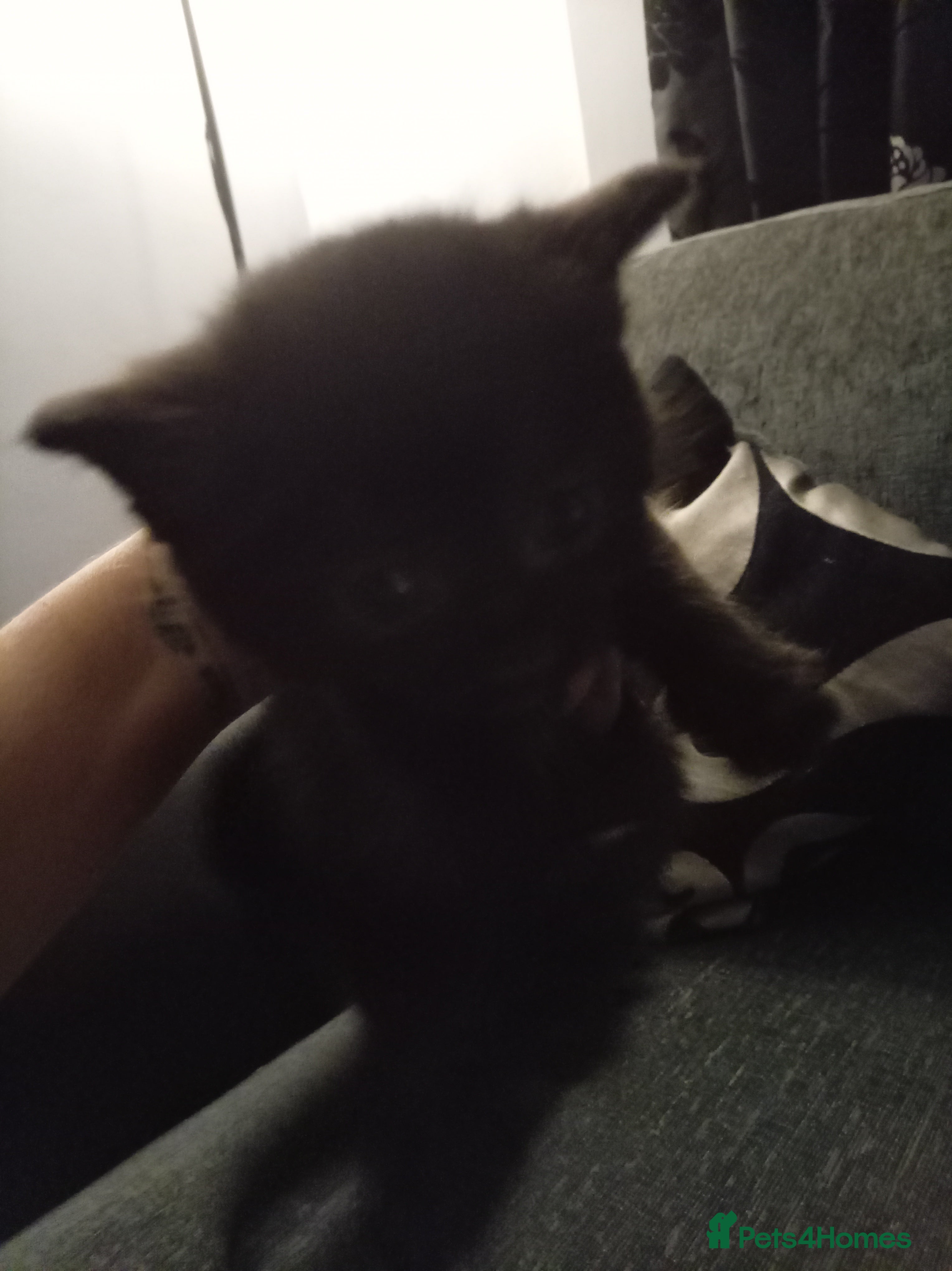 Mixed Breed cats 2 boys and I girl  - Advert 1