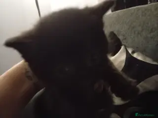 Mixed Breed cats 2 boys and I girl - Advert 1