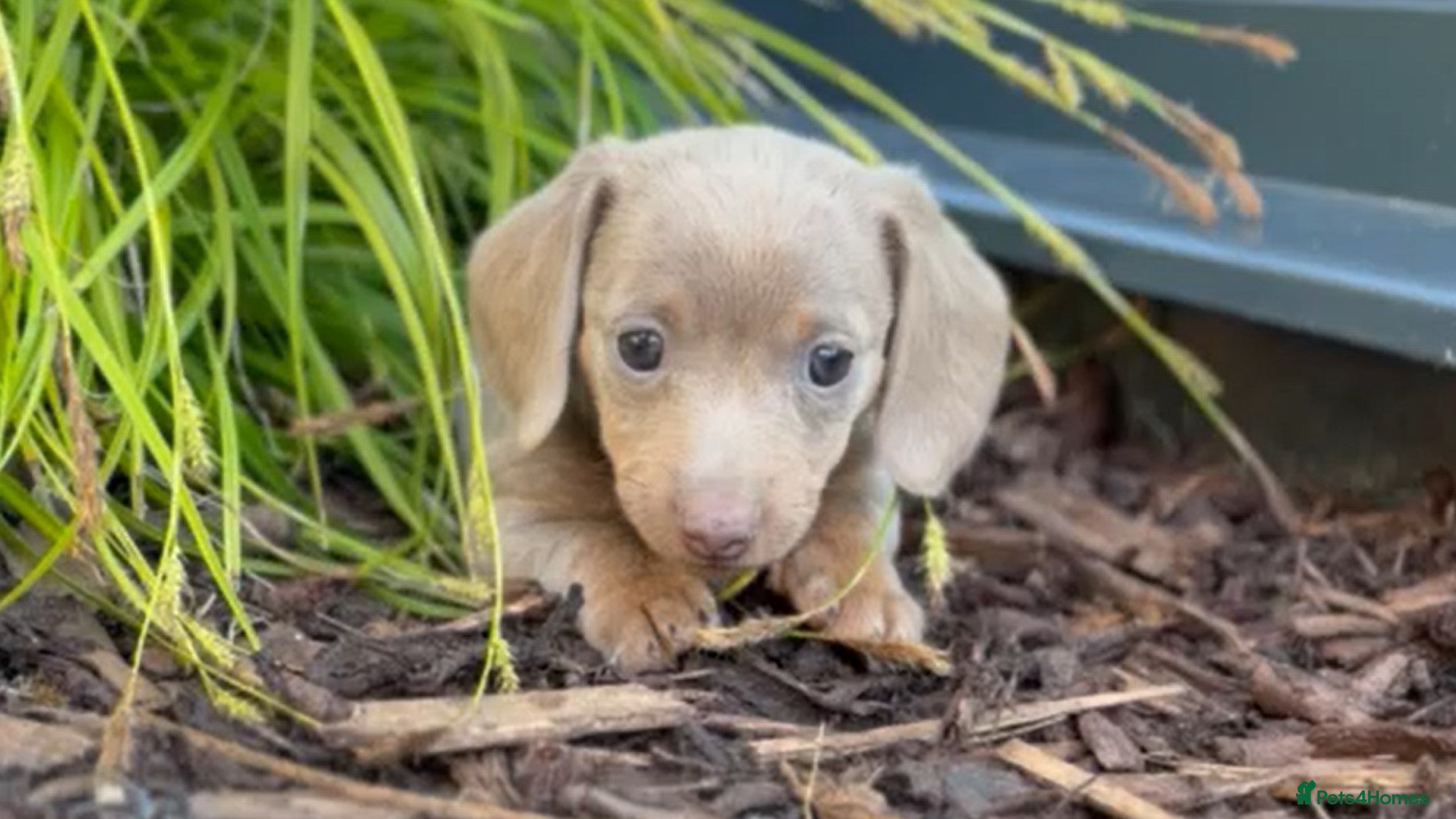 Miniature Dachshund dogs Miniature Dachshund ready 4th June KC registered - Advert 1