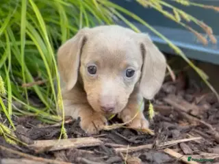 Miniature Dachshund dogs Miniature Dachshund ready 4th June KC registered - Advert 2