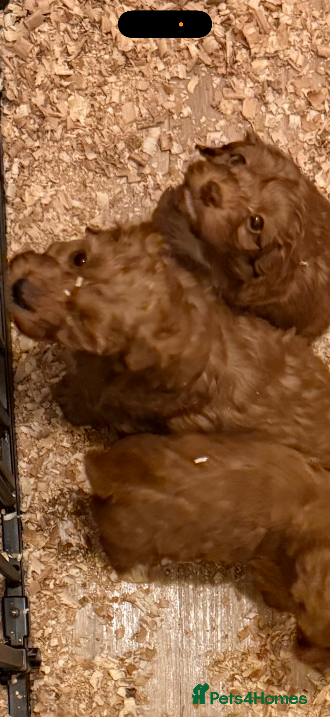 Cockapoo dogs for sale: Cockatoo puppies - Advert 14