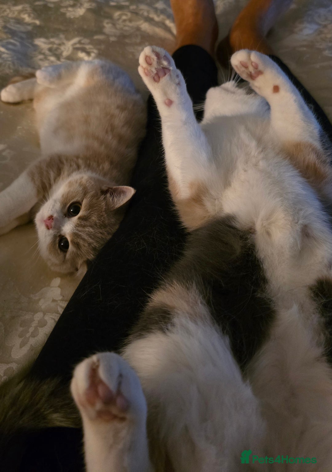 British Shorthair cats for sale: British Shorthairs Stunning Litter - Image 13