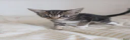 Mixed Breed cats for sale: Tuxedo/Tabby kittens 8 weeks old - Advert 7