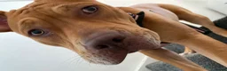 American Bulldog dogs for sale: American Bulldog  - Advert 3