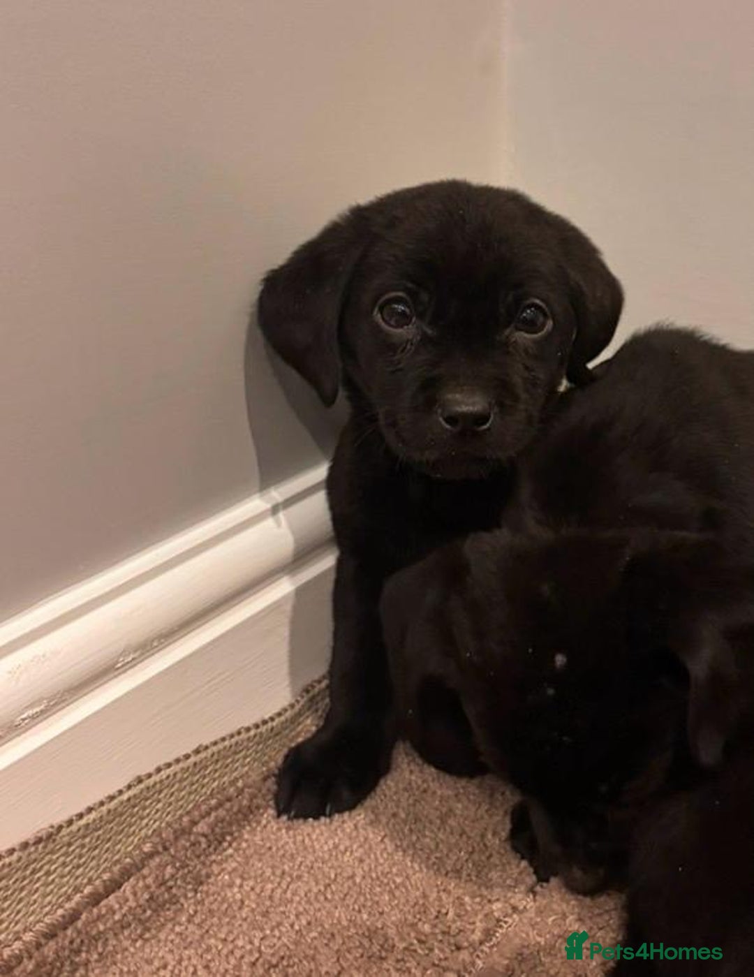 Labrador Retriever dogs for sale: Fabulous Labrador puppies  - Advert 7