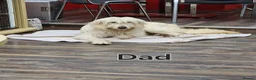 Mixed Breed dogs for sale: Akita / Russian sheep dog puppys - Advert 2