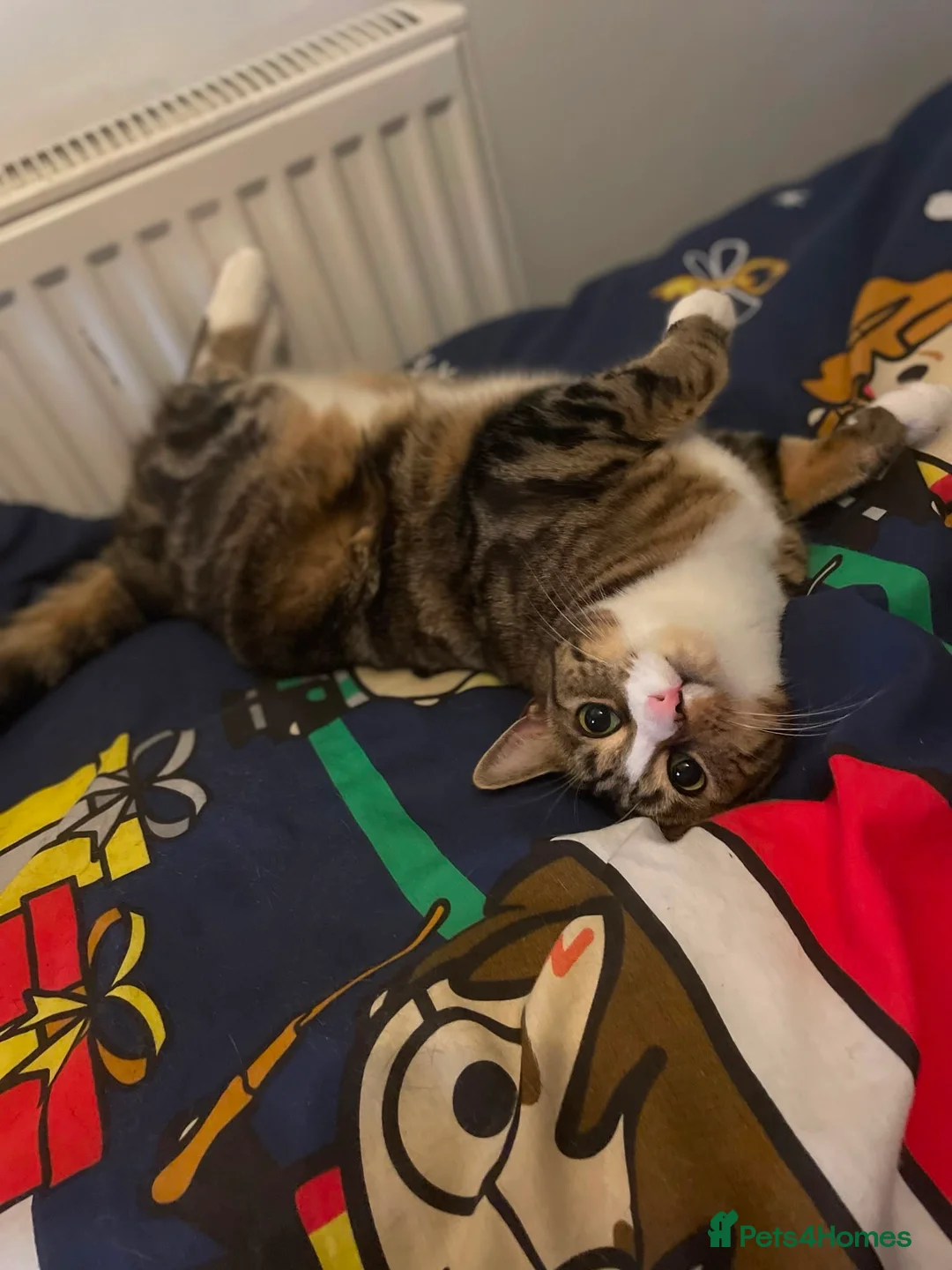 Mixed Breed cats for sale: Female tabby  in London - Advert 1