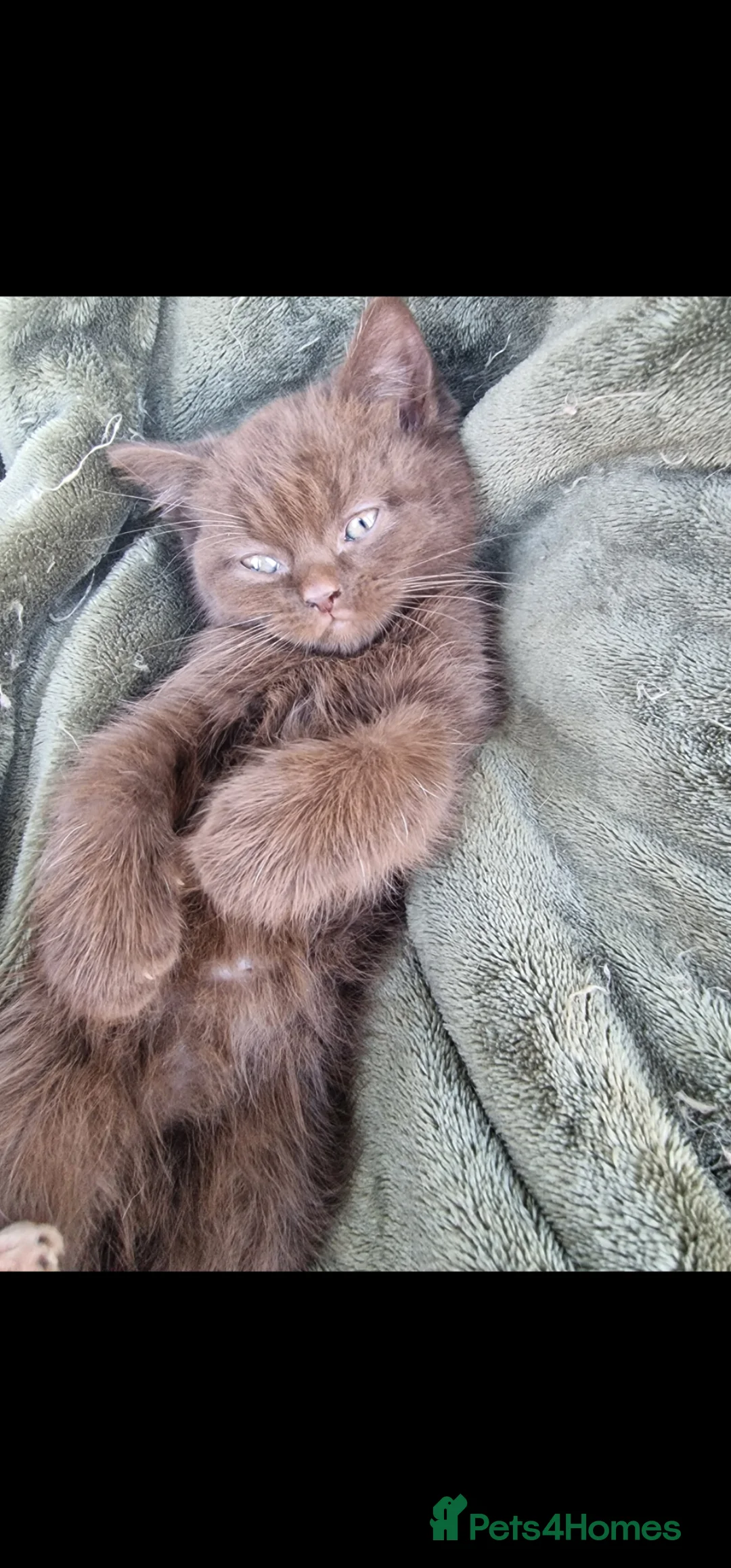 British Shorthair cats for sale: One little chocolate boy - Advert 2