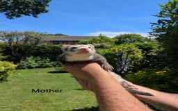Ferret rodents for sale: Ferret Albino/sable - Image 8
