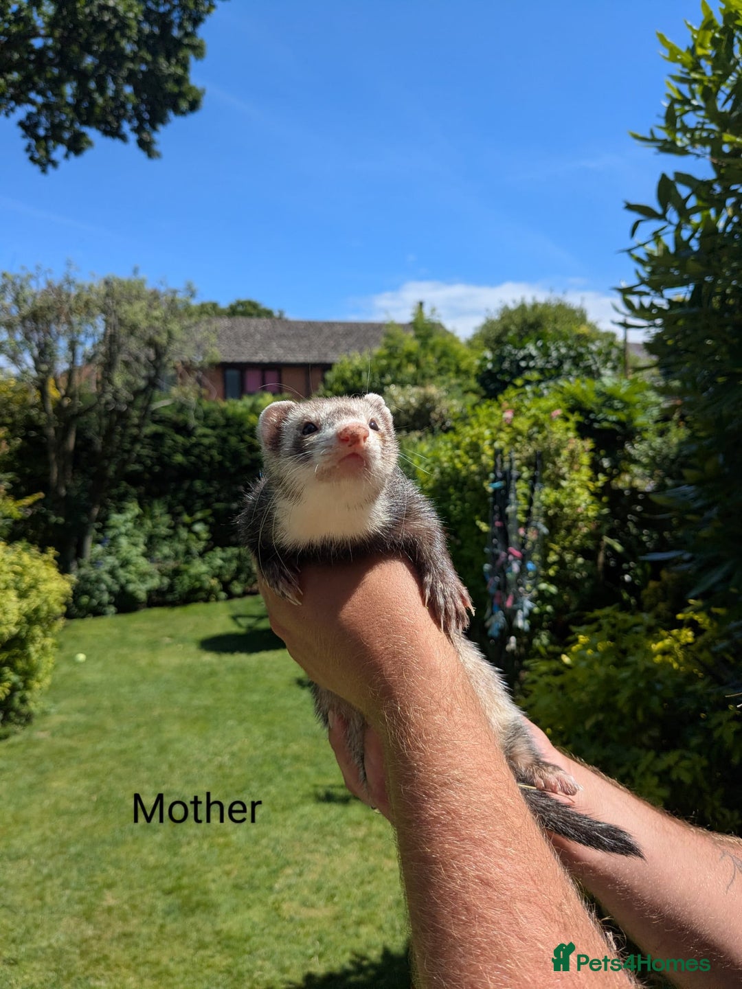 Ferret rodents for sale: Ferret Albino/sable - Image 8