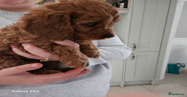 Cavapoo dogs - Advert 12