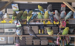 Budgerigars birds for sale: Budgies-Cockatiels-Conures- Love Birds- Bourkes- - Image 4