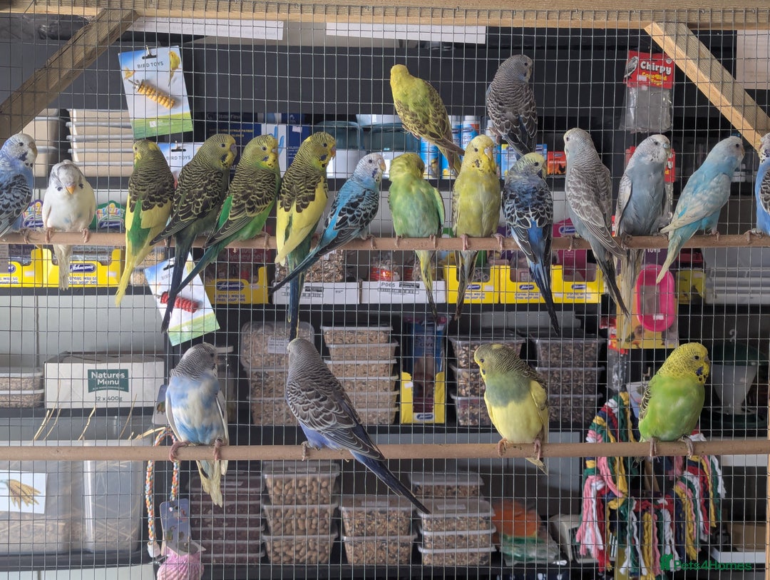 Budgerigars birds for sale: Budgies-Cockatiels-Conures- Love Birds- Bourkes- - Image 4