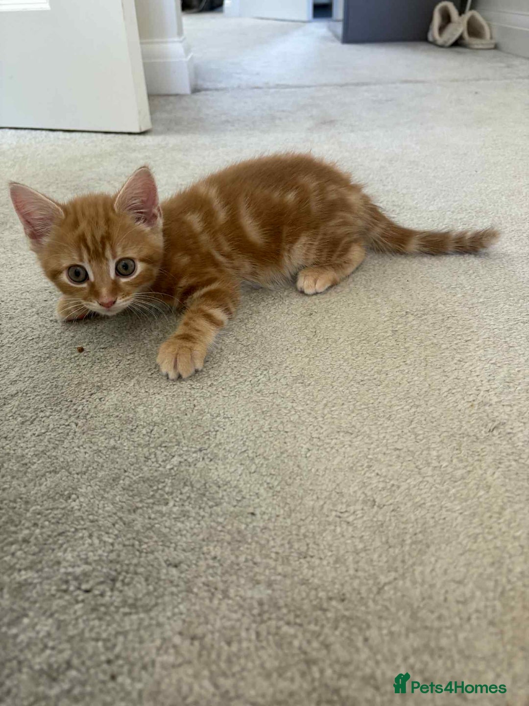 Mixed Breed cats for sale: 3 Gorgeous kittens For Sale - Image 9