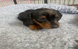 Miniature Dachshund dogs for sale: Miniature Black and Tan Dapple Dachshunds - Image 19