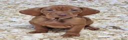 Hungarian Vizsla dogs for sale: Beautiful KC Registered Hungarian Vizsla Puppies  - Advert 10