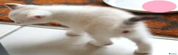Mixed Breed cats for sale: 3 Siamese and Ragdoll mixed kittens - Advert 15