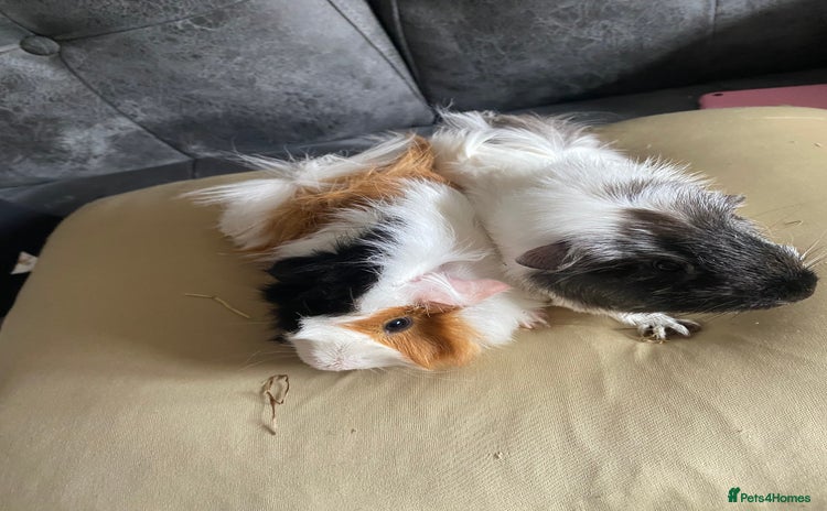 Guinea Pig rodents - Advert 4