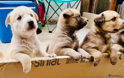 Pomsky dogs for sale: Adorable Blue Eyed 🐾 Long Eared Pomskies  - Image 1