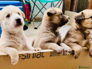 Pomsky dogs - Advert 3