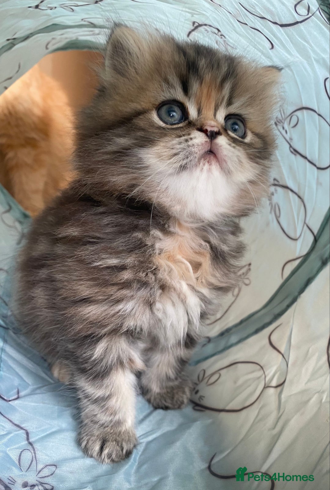 Persian cats for sale: Persian kitten still looking for her forever home  in Gateshead - Image 20
