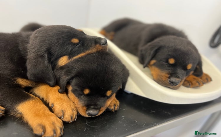 Rottweiler dogs - Advert 1