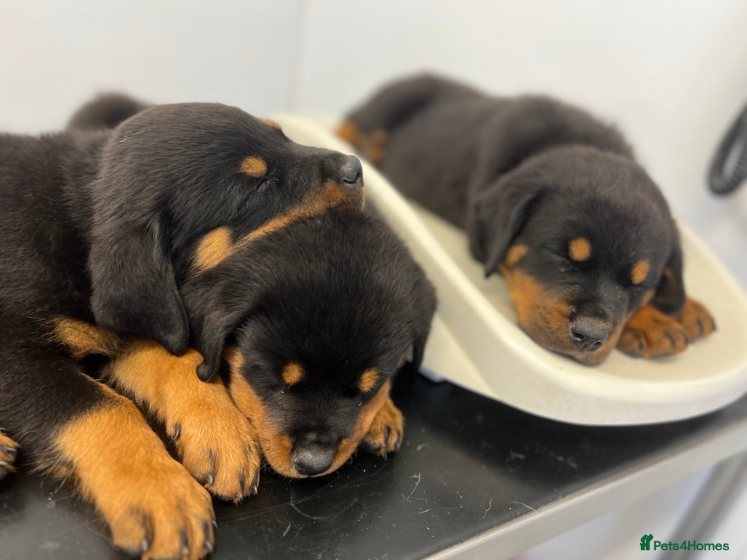 Rottweiler dogs for sale: LAST PUPS REMAINING. READY TO LEAVE  - Image 4