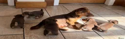 Jack Russell dogs for sale: Jack Russell Puppies - Advert 3